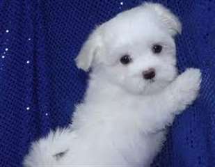 Superbe petits chiots mâle et femelle maltais