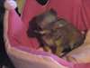 Miniature chihuahua lof mâle - photo 1