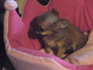 Miniature chihuahua lof mâle