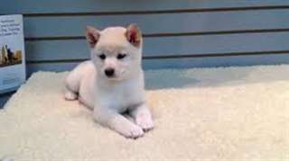 Très beaux chiots shiba-inu vaccinés