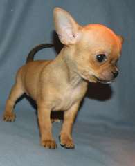 Chihuahua