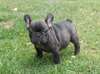 très Magnifiques et Adorables Chiots Bouledogue - photo 2