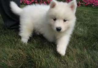 Des sublimes chiots samoyedes
