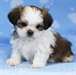 Superbe chiots Shitzu - photo 1