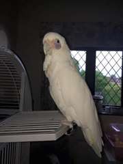 Ducorps Cockatoo pour adoption