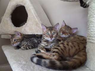 Bengals Looking For A New Homes