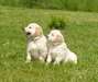 Golden Retriever chiots disponible - photo 1