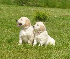 Golden Retriever chiots disponible