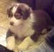 AKC chiots berger australien! pour adoption - photo 1