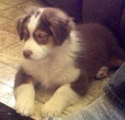 AKC chiots berger australien! pour adoption