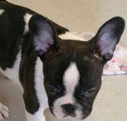 Chiots bulldog français de prêts pour leur nouvell