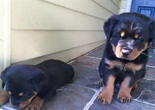Je vous propose deux chiots rottweiler