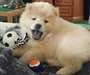 magnifiques chiots de type chow-chow crème - photo 1