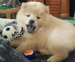 magnifiques chiots de type chow-chow crème