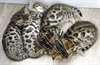 Chatons Bengal Champion Pedigree complet - photo 2