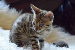 Chatons Bengal Champion Pedigree complet