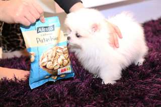 AKC enregistré chiot pomeranian