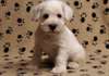 Chiots Miniature Schnauzer - photo 1