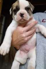 Chiots Boxer pour la nouvelle maison