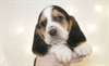 chiots English Springer Spaniel Adorable .. - photo 1