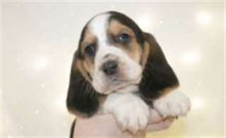 chiots English Springer Spaniel Adorable ..