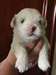 coton de tulear a donner - photo 1