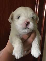 coton de tulear a donner