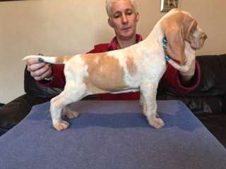 chiots bracco italien a donner