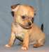 Chihuahua - photo 1