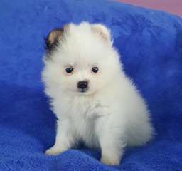 Chiots pomeranian blanc de glace pour bonne famill