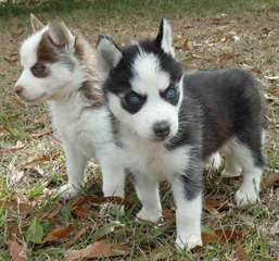 Chiots Husky sibérien yeux bleus prêts