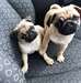 Chiots adorable pure race carlin - photo 1