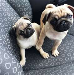 Chiots adorable pure race carlin