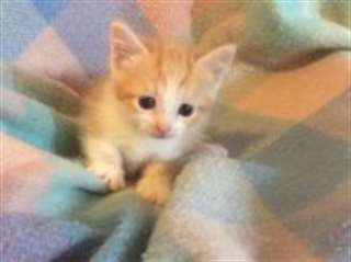 Chatons Munchkin