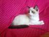 chatons ragdoll enregistrés - photo 1