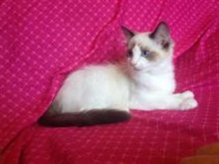 chatons ragdoll enregistrés