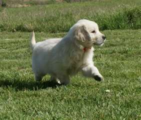 Petit Chiot golden retriever mâle