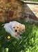 Les chiots Labrador à vendre - photo 2