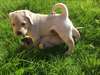 Les chiots Labrador à vendre - photo 3