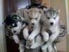 Les chiots Yeux bleus Husky sibérien Prêt pour une - photo 1
