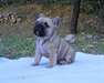A donner magnifique chiot bouledogue français LOF - photo 1