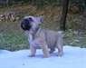 A donner magnifique chiot bouledogue français LOF - photo 2