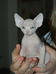 donne chatons sphinx