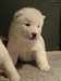 chiot akita a donner - photo 1