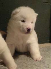 chiot akita a donner