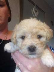 bebes bichon a piols frises a donner