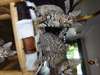 ente Reluctanct Of My Beautiful Girl Bengal ET UN - photo 1