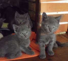 TRÈS BEAU CHATONS CHARTREUX