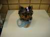 Chiots Teacup Yorkie à vendre - photo 2
