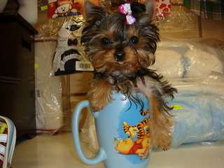 Chiots Teacup Yorkie à vendre